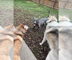 Small #22 American Pit Bull Terrier-Labrador Retriever Mix