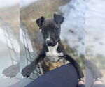 Small #8 American Staffordshire Terrier Mix