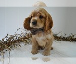 Small Photo #4 Cocker Spaniel Puppy For Sale in HONEY BROOK, PA, USA