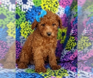 Poodle (Miniature) Puppy for sale in KIRKWOOD, PA, USA