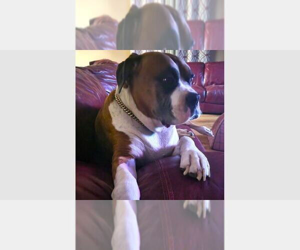 Medium Photo #1 Boxer Puppy For Sale in Austin, TX, USA