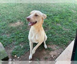 Labrador Retriever-Unknown Mix Dogs for adoption in Grovetown, GA, USA