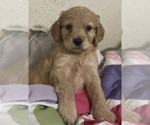 Cavapoo-Goldendoodle Mix Puppy for Sale in FORT MYERS, Florida USA