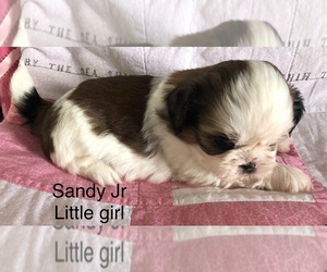 Shih Tzu Puppy for sale in REDINGTN SHOR, FL, USA