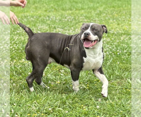 Medium Photo #7 Mutt Puppy For Sale in Virginia Beach, VA, USA