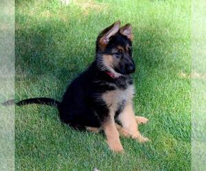 German Shepherd Dog Puppy for sale in KAGEL CANYON, CA, USA