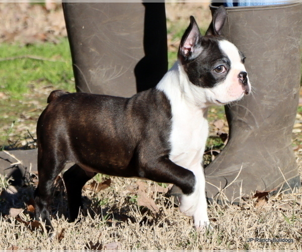 Medium Photo #30 Boston Terrier Puppy For Sale in WINNSBORO, TX, USA