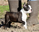Small Photo #30 Boston Terrier Puppy For Sale in WINNSBORO, TX, USA