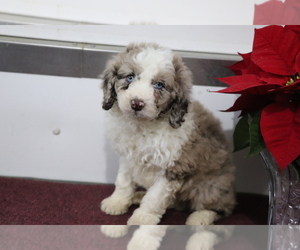 Aussiedoodle Miniature Puppy for sale in SHILOH, OH, USA