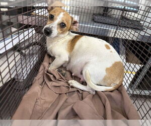 Mutt Dogs for adoption in San Bernardino, CA, USA