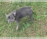 Small Photo #1 French Bulldog Puppy For Sale in GREENEVILLE, TN, USA