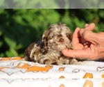 Small #11 ShihPoo