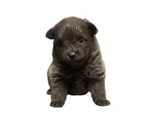 Pomeranian Puppy for Sale in ALBANY, New York USA