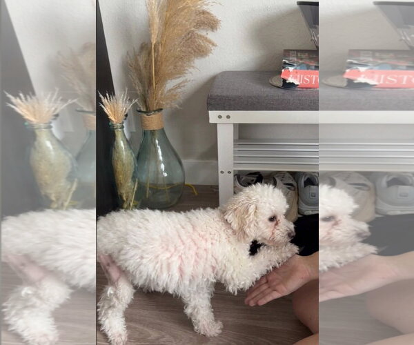 Medium Photo #11 Bichon Frise-Unknown Mix Puppy For Sale in Escondido, CA, USA