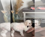 Small #10 Bichon Frise Mix