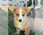 Small #2 Mutt