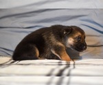 Small Photo #13 German Shepherd Dog-Siberian Husky Mix Puppy For Sale in LOS GATOS, CA, USA