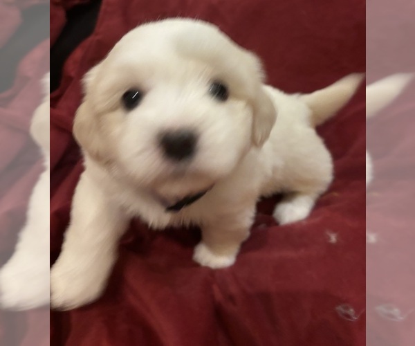 Medium Photo #1 Coton de Tulear Puppy For Sale in BIG RAPIDS, MI, USA