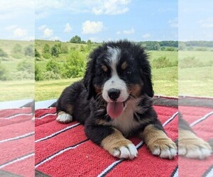 Bernese Mountain Dog Puppy for sale in FREDERICKSBG, OH, USA