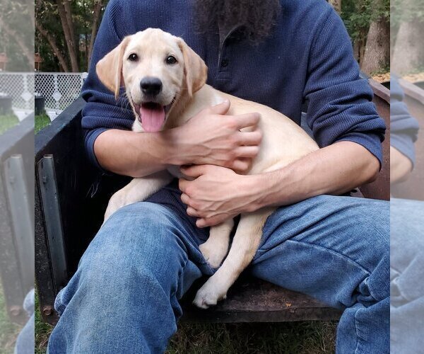 Medium Photo #1 Labrador Retriever Puppy For Sale in ROCK HILL, SC, USA