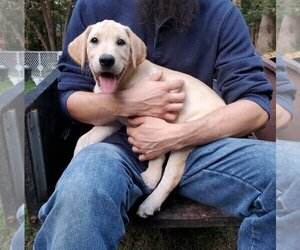 Labrador Retriever Dog for Adoption in ROCK HILL, South Carolina USA