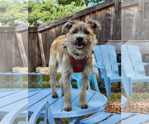 Border Terrier-Unknown Mix Dogs for adoption in St. Louis Park, MN, USA