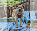 Small Border Terrier Mix