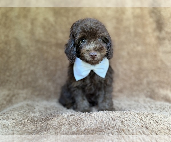 Medium Photo #4 Cavapoo (Miniature) Puppy For Sale in LAKELAND, FL, USA