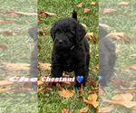 Small Photo #2 Labradoodle Puppy For Sale in SYLVA, NC, USA