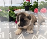 Small Akita