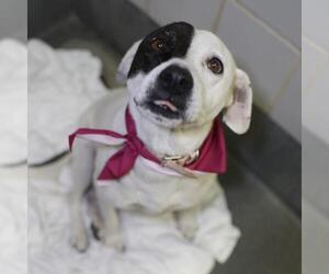 American Staffordshire Terrier-Unknown Mix Dogs for adoption in San Antonio, TX, USA