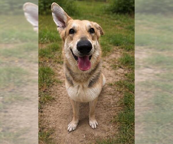 Medium Photo #1 German Shepherd Dog Puppy For Sale in Chula Vista, CA, USA