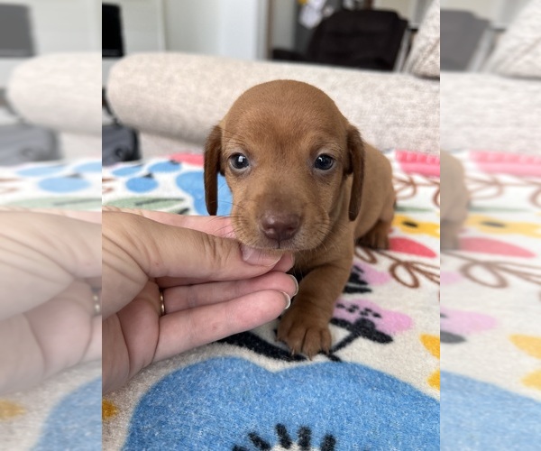Medium Photo #3 Dachshund Puppy For Sale in BELDING, MI, USA