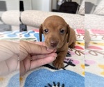 Small #2 Dachshund