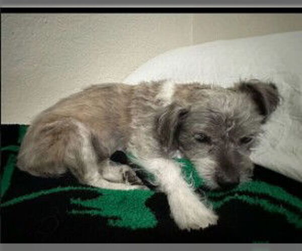 Medium Photo #2 Mutt Puppy For Sale in Woodland, CA, USA