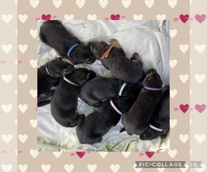 German Shepherd Dog Puppy for sale in WOLFE CITY, TX, USA