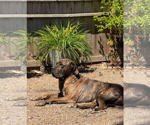 Mutt Dogs for adoption in Jasper, AL, USA