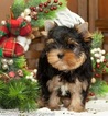Small Photo #3 Yorkshire Terrier Puppy For Sale in CULLOWHEE, NC, USA