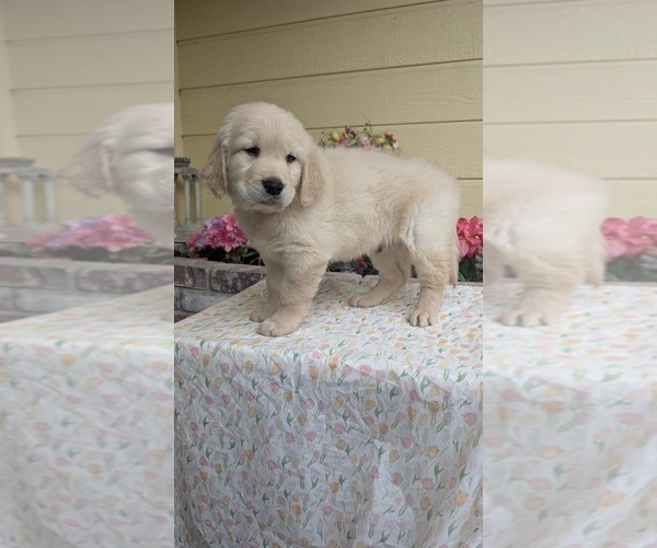 Medium Photo #11 Golden Retriever Puppy For Sale in MODESTO, CA, USA