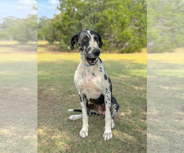 Medium Photo #5 Great Dane-Unknown Mix Puppy For Sale in PIPE CREEK, TX, USA