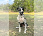 Small #4 Great Dane Mix