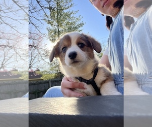 Pembroke Welsh Corgi Puppy for sale in BRANSON, MO, USA