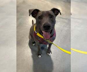 American Pit Bull Terrier-Unknown Mix Dogs for adoption in Minneapolis, MN, USA