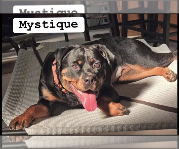 Medium Photo #8 Rottweiler Puppy For Sale in Gilbert, AZ, USA