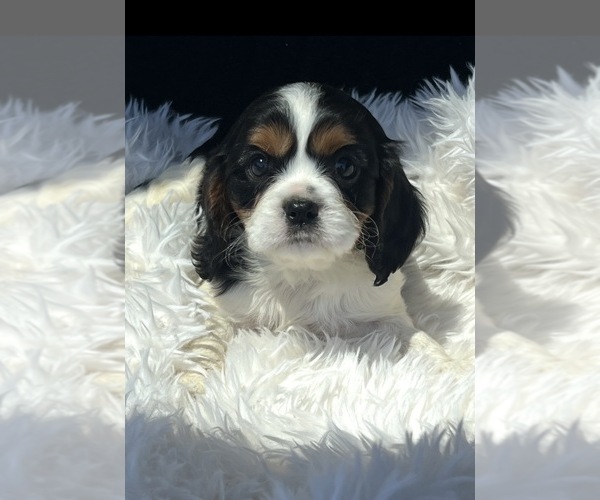 Medium Photo #4 Cavalier King Charles Spaniel Puppy For Sale in NILES, MI, USA