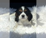 Small #3 Cavalier King Charles Spaniel