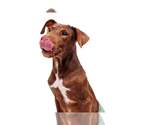 Small #6 Labrador Retriever Mix