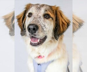 Great Pyrenees-Unknown Mix Dogs for adoption in Kennesaw, GA, USA