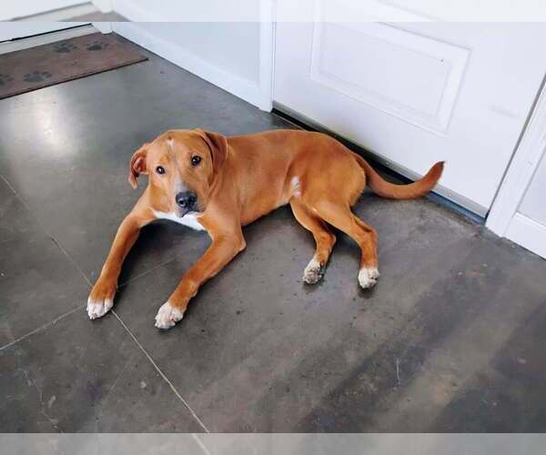 Medium Photo #11 Mutt Puppy For Sale in Abbeville, LA, USA