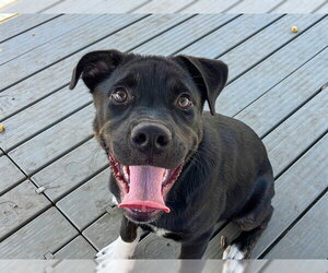 Labrador Retriever-Unknown Mix Dogs for adoption in Orange, CA, USA